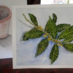 Leaf study